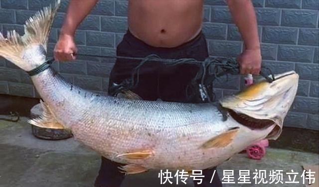 黄浦江96斤“水老虎”被钓获,网友这个操作要“衣锦还乡”