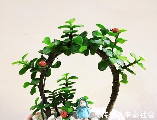 草本植物|金枝玉叶是马齿苋吗?怎么样施肥和浇水,才能让她真正成为金枝玉叶呢?