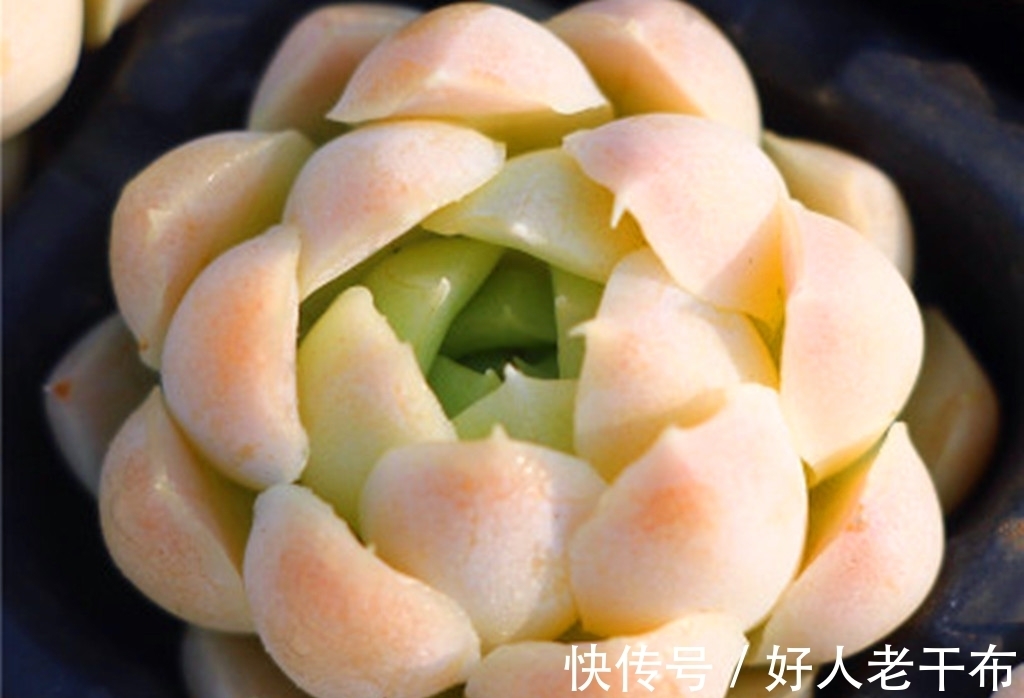 看到5种多肉,仿佛置身优美景色之中,满目都是美不胜收