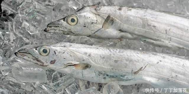 买带鱼别管大小,认准这4种买准没错,肉质厚嫩鲜美,保证新鲜
