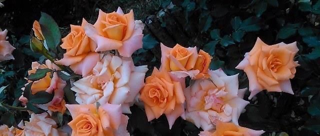 技巧|让家里的盆栽月季开的花又大又香，只用了一个技巧