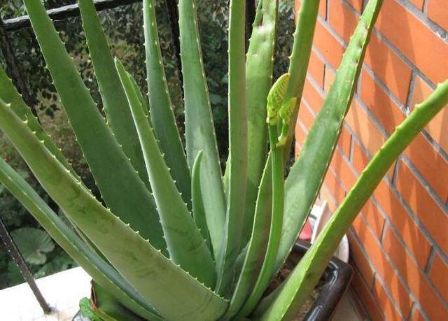 老妈|老妈嫌我养的芦荟长的不好,就直接给来了一刀,结果就变这样了!