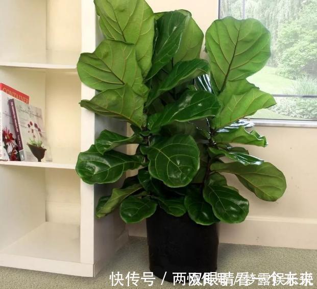 杜鹃花|被列入黑名单的花,再便宜也不要!买花需要注意的几个情况