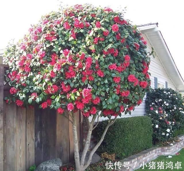 聪明人爱养这八种“守家树”,护宅吉祥保平安,养好了都是传家宝