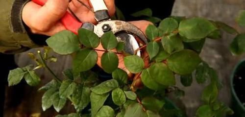 养花|养花一定要戒掉的坏习惯,不然家里全是空花盆,啥花也养不好