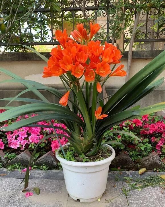 环境温度|君子兰不开花不抽箭?浇水时加点料,快速抽箭,花开不断