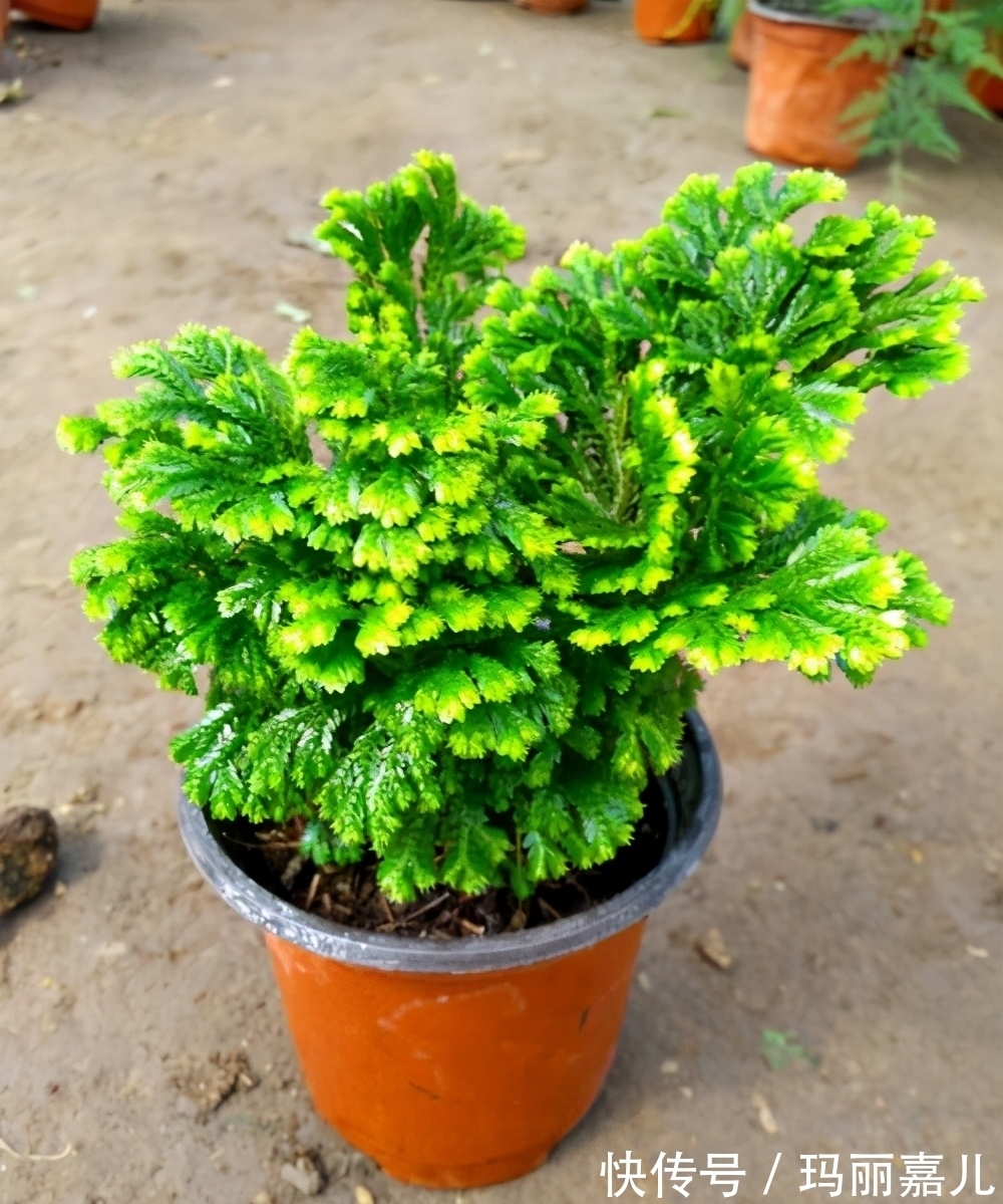 太阳花|懒人适合养什么花,推荐这3种,随便折腾