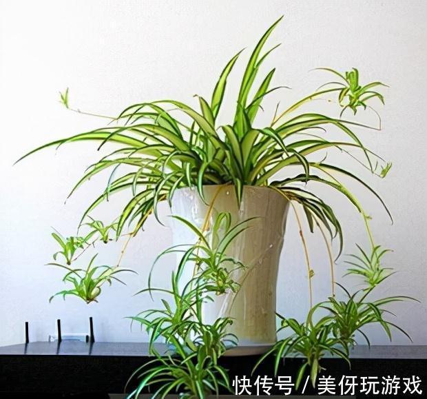 人养花，花亦养人！这八种“能养人”的健康花，建议至少养一种