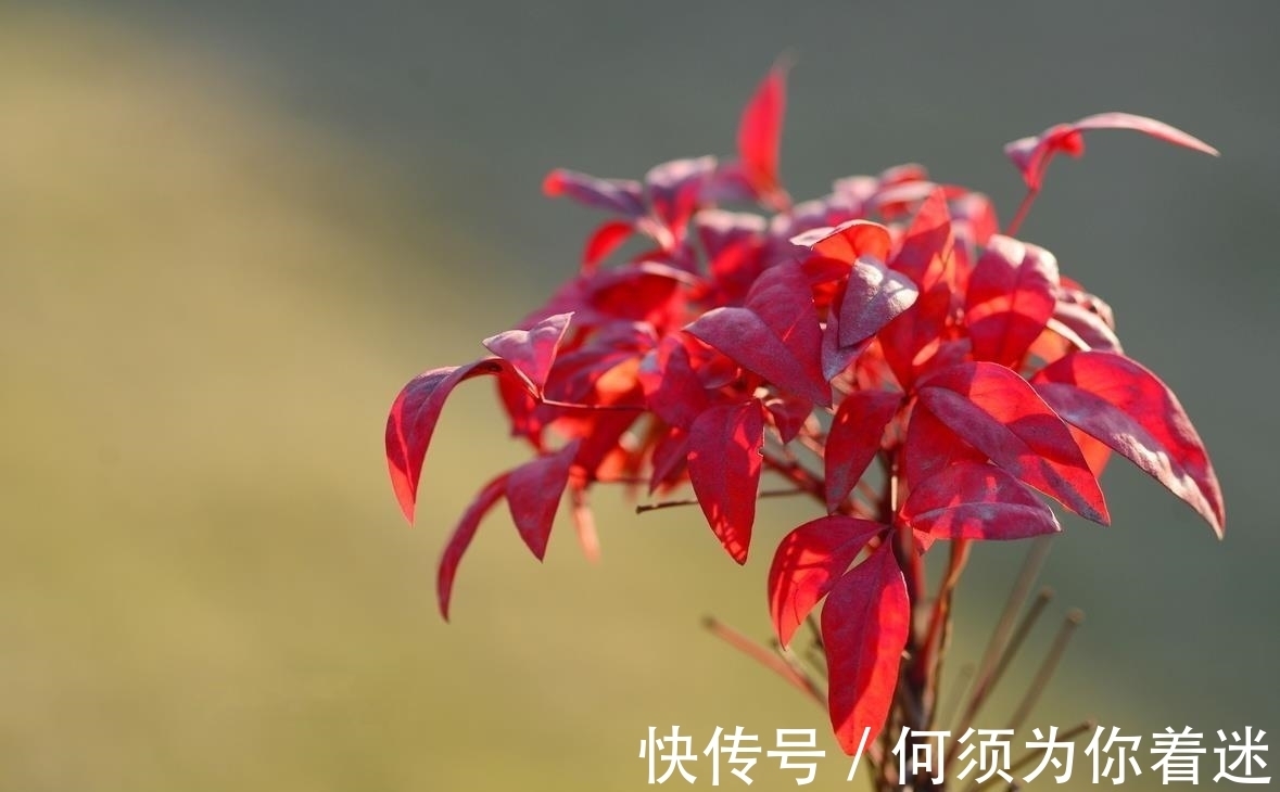 越冷叶子越红,对环境无要求,这样的植物你养过吗?