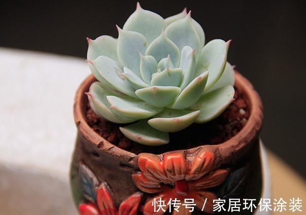 童话里走出来的多肉，就是你的王子，你细细体会