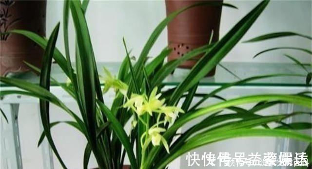 根系|兰花长不好,把这2水果壳塞盆里,根系又多又白,苗势很旺!