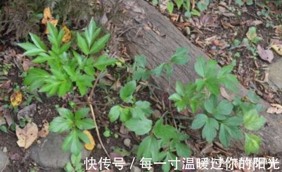 身体|人称“长寿草”，能“解毒，降三高”，家里种1盆，常吃身体好！