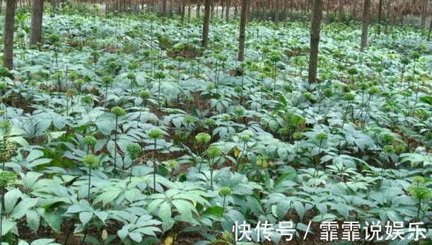 药用价值|农村一种野草，生长在水沟却很珍贵，药店里一斤90块