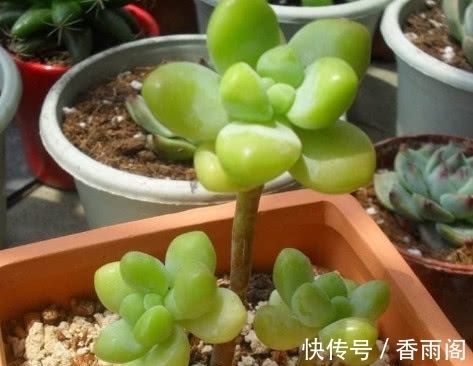多肉天使之泪怎么养护?2个小妙招,家庭养护天使之泪圆润又饱满