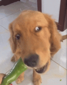 |搞笑GIF：大金毛估计是湖南的，四川重庆吃红辣椒，湖南就爱青椒