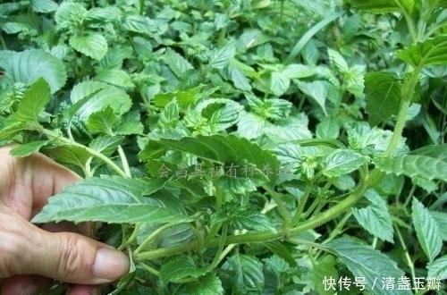 糖尿病|农村无人问津的“仙人草”,竟是治疗糖尿病的民间草药,你见过吗