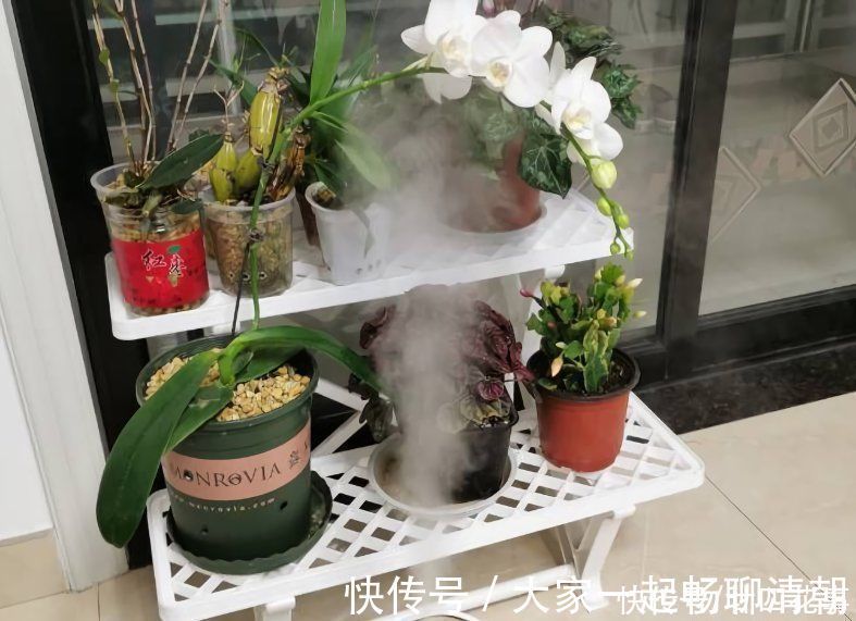 5种花，冬天再干燥也不能“喷水”，不注意黄叶黑斑、烂花苞