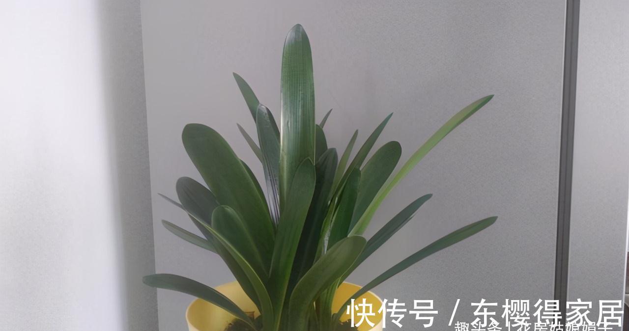 叶芽|君子兰不能随意“砍头”,操作需谨慎,要做好这几件事,成活率高