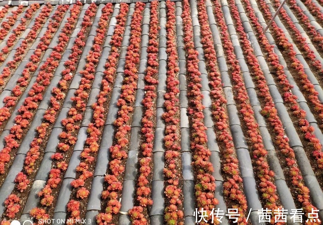 张大姐养多肉, 连屋顶也不放过, 8年种了3万棵!