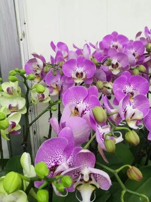 松针土|如果你有5个“坏习惯”,恭喜你,是养花高手!