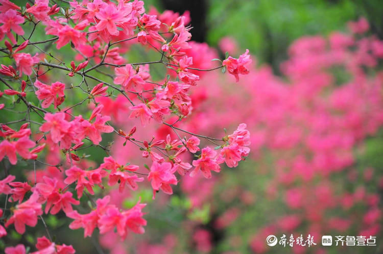 快去！日照五莲山杜鹃花开烂漫时，现在赏刚刚好|壹起过五一| a5251