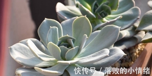 姬秋丽|多肉怎么养才能又肥又萌?