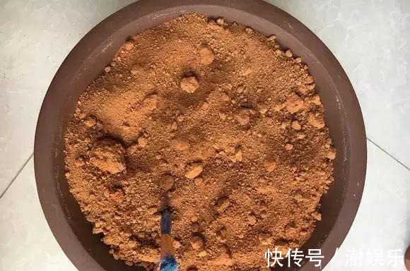 水杨酸|杜鹃茶花插不活，枝条在泥巴里打个滚，大白根呼呼长，新芽猛冒！