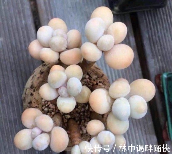 多肉|一入“肉坑”深似海,养多肉不能着急,慢慢养,多肉才不会死