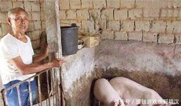 专家|农村一老汉猪圈频繁丢猪,无奈报警,专家赶到后却乐开了花