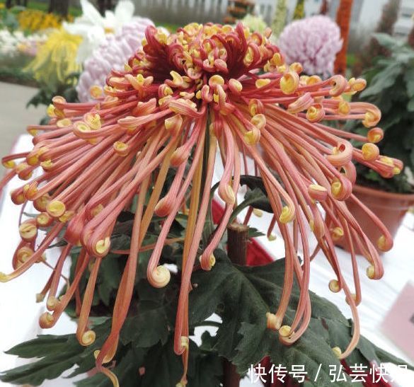 “稀有花卉”变色郁金香，花开会变色，唯美多姿，堪称精品