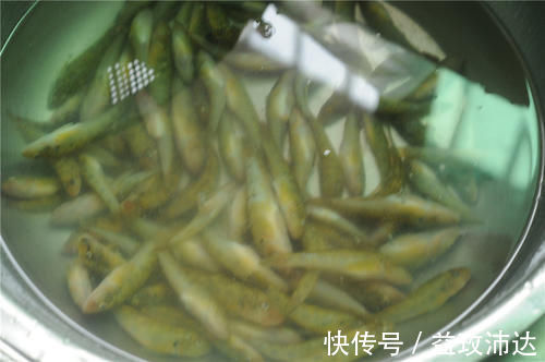 冬天不吃它太可惜,钙是虾肉的10倍,5块钱一斤,识货的抢着买