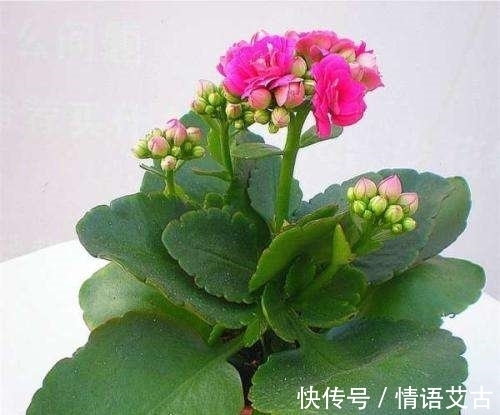 长寿花要想开花美,冬季养护要注意这几点