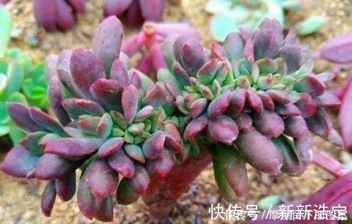 叶插|长寿开花变异了,十年都见不到一次,真稀罕