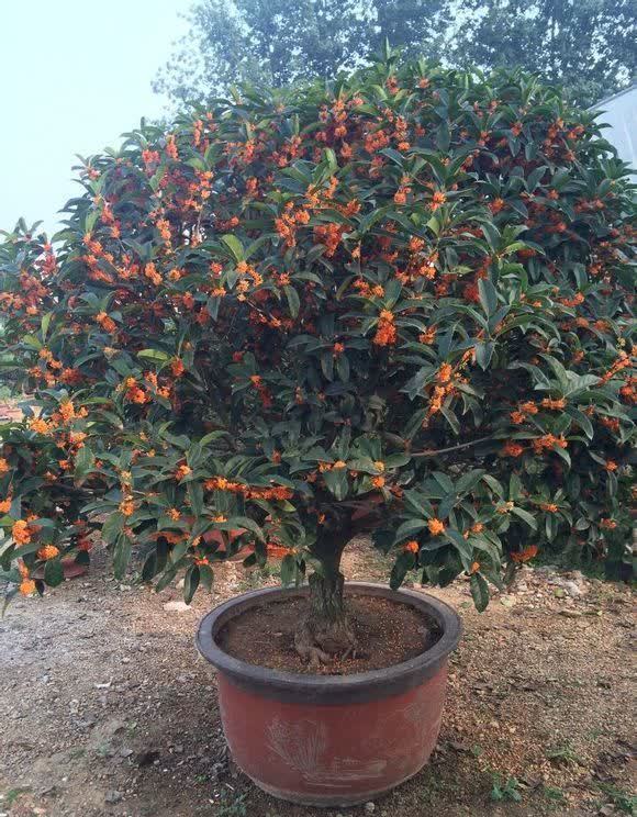 门前栽桂花,人前显富贵!新买的做好4点,缓苗快,花满枝