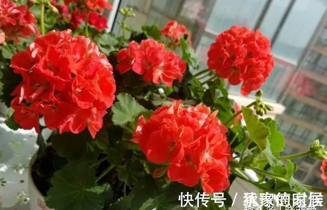 15种花有毒,家里有老人、小孩、孕妇或宠物的,要慎养