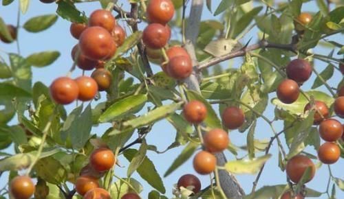 酸枣|女性害怕老太快,推荐多吃3种食物,营养丰富,提高免疫力!