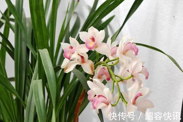 根系|悄悄告诉你,养护“兰花”有个小技巧,透气不烂根,开花多又香!