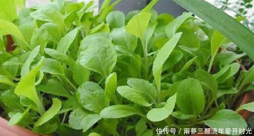 阳台|阳台种上“4种菜”，吃完又蹭蹭长，收获一茬又一茬，能吃一整年