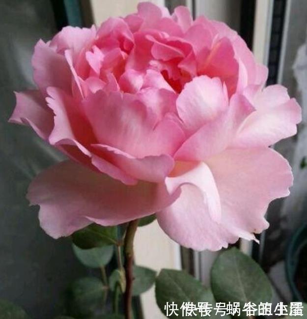 谁见了都喜欢的4种花,好养又漂亮,一年四季可开花,快快养起来