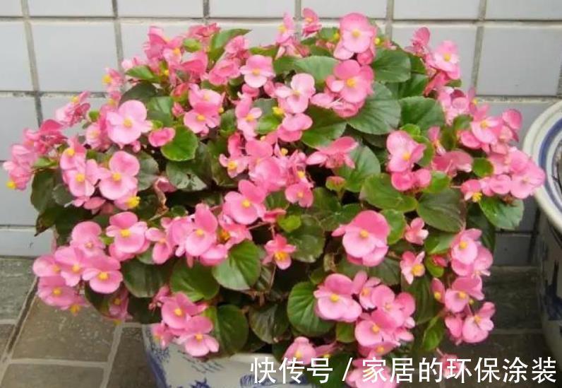 长春花|盘点10款漂亮花，号称“开花机器”，一开就是300天，适合新手