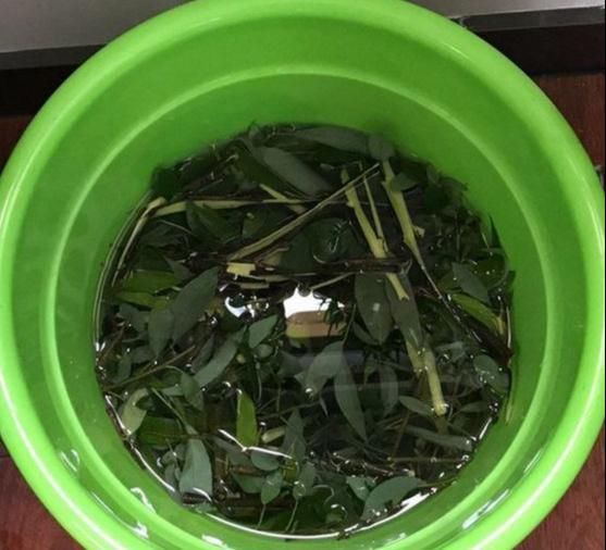 水杨酸|生根水还买?4种东西放水里大白根呼呼冒,扦插特好用!