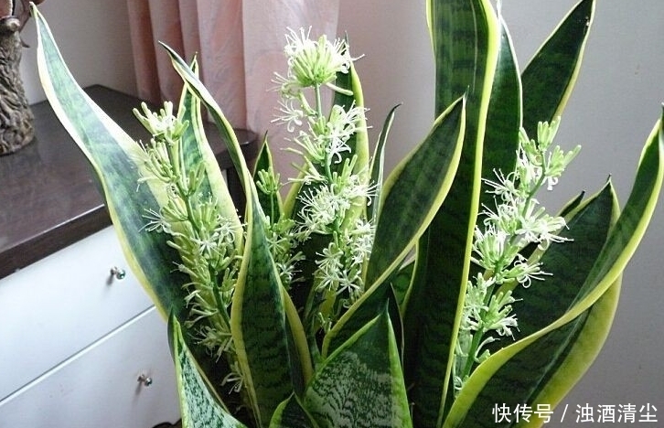 进入1月，给家里养“3种花”，寓意好、空气清新，越养越喜欢