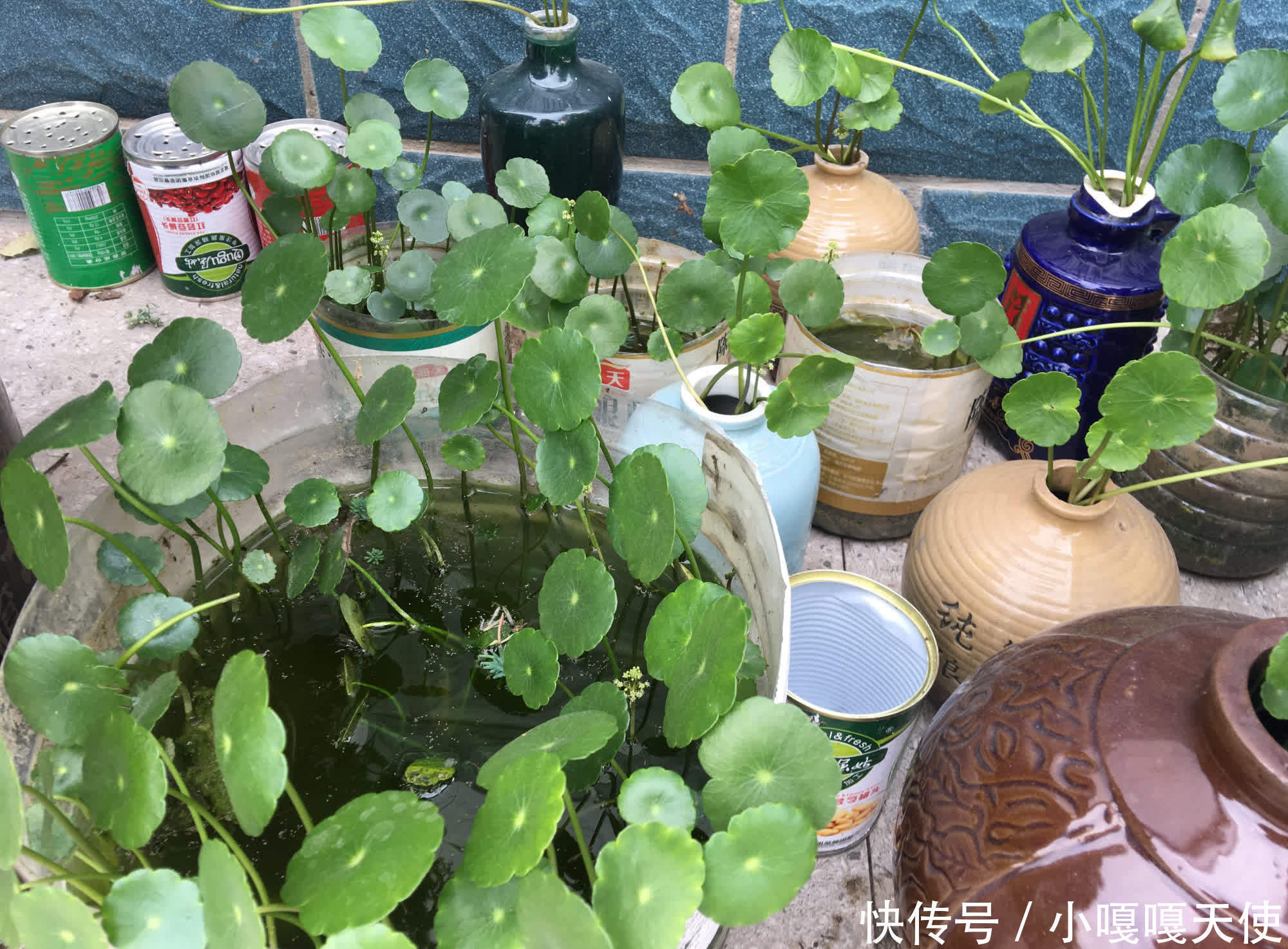 家里有不用的瓶子,拿来水培3种绿植,简单好养清新漂亮