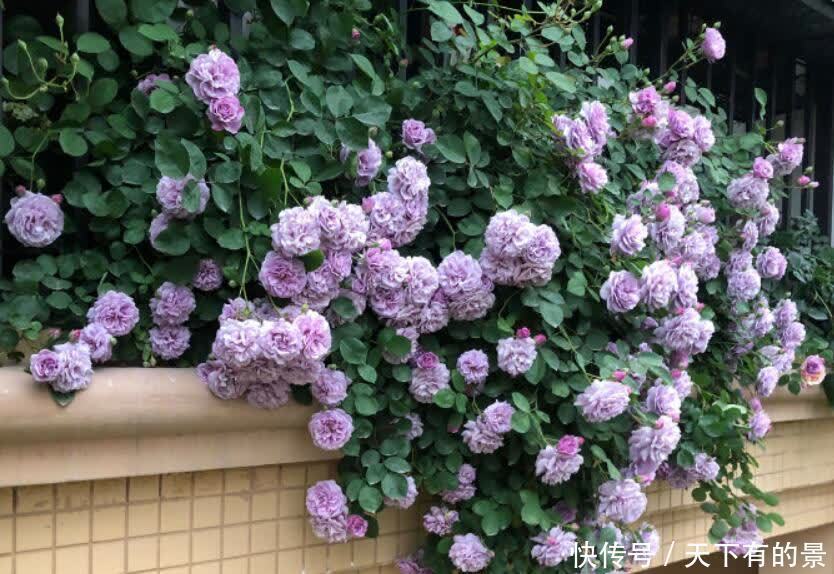 建议爱花人：院子不要空着，栽满花，美成花海，羡煞旁人