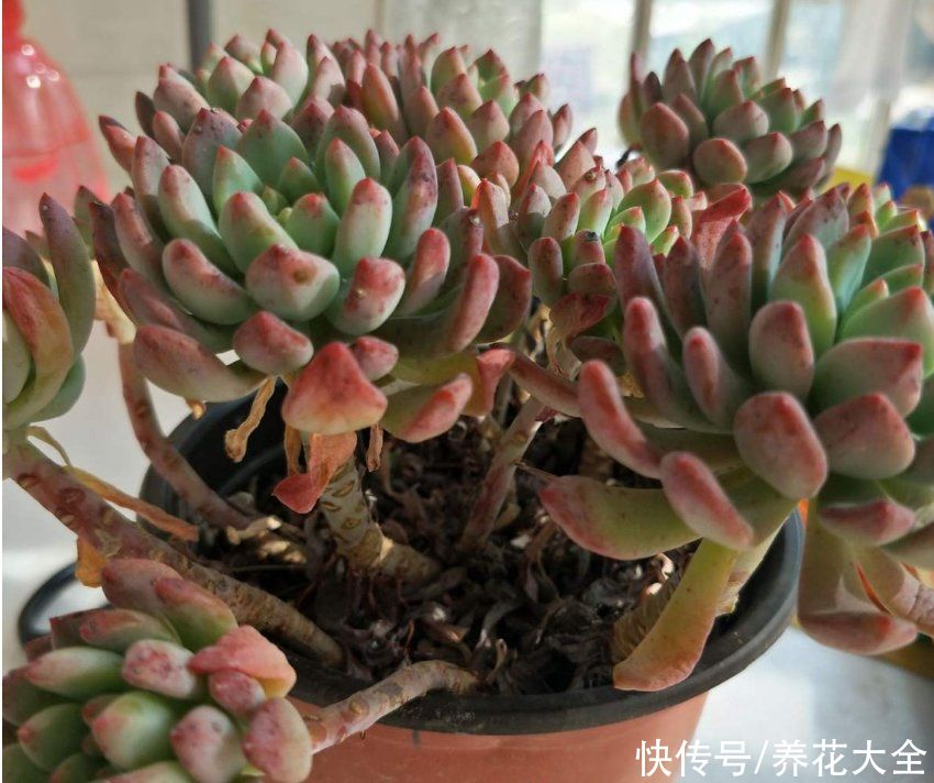 爆盆|适合新手养的多肉蓝苹果，注意3个方面，轻松养爆盆