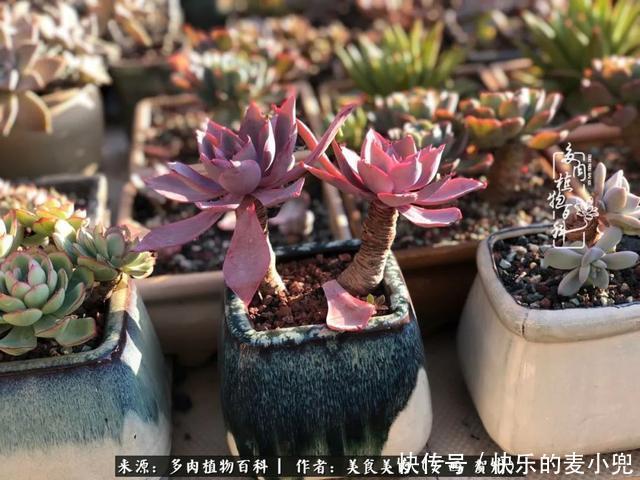 多肉,一位来自神奇大自然的良师益友!