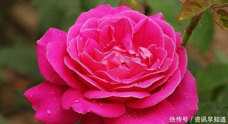 喜欢玫瑰,不如养盆“高档玫瑰”汤姆奥桑特,深樱桃红色,水果香