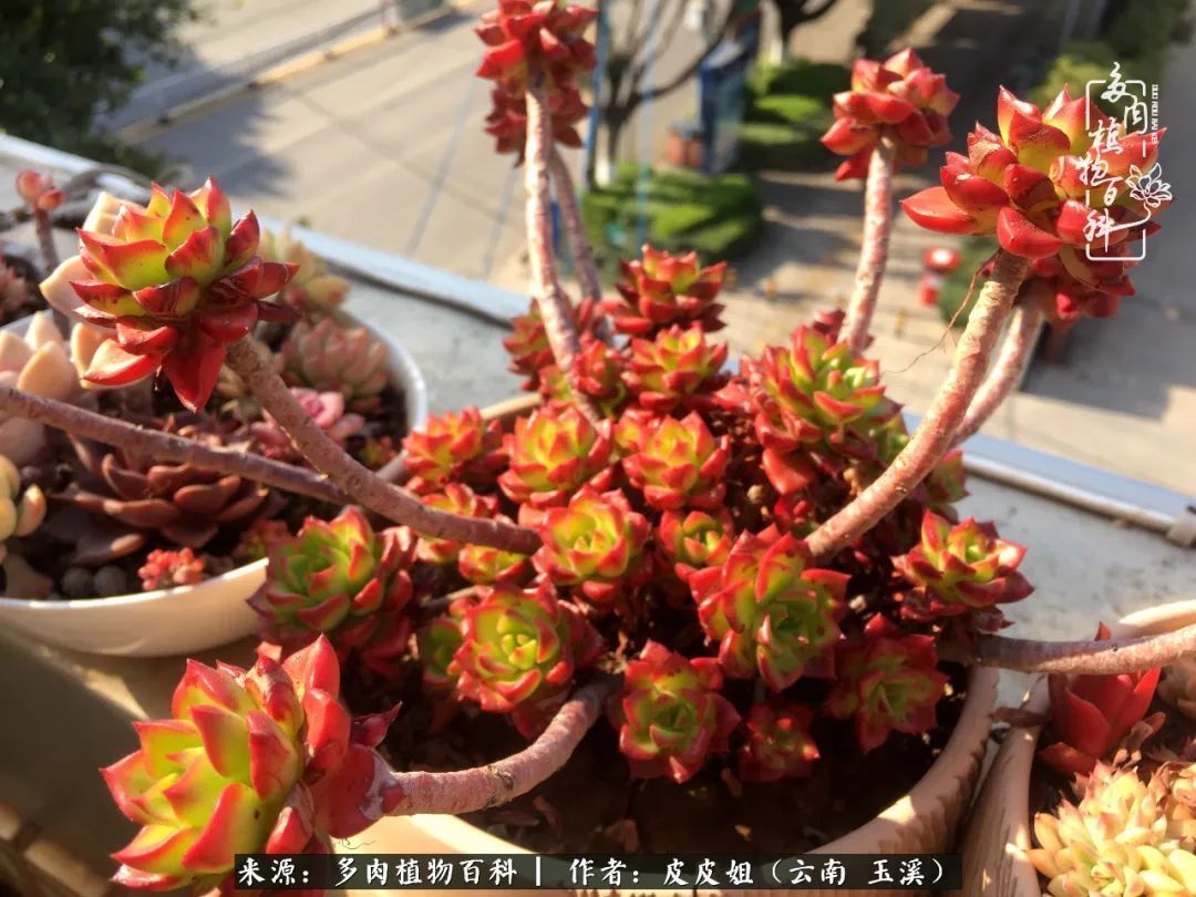 秋黄|柴米油盐的日子，养几盆多肉吧，为生活添几抹色彩！