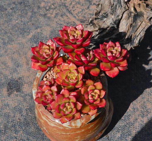  新芽|徒长的多肉蒂亚，一狠心叶片全撸了，冒新芽长成小老桩！