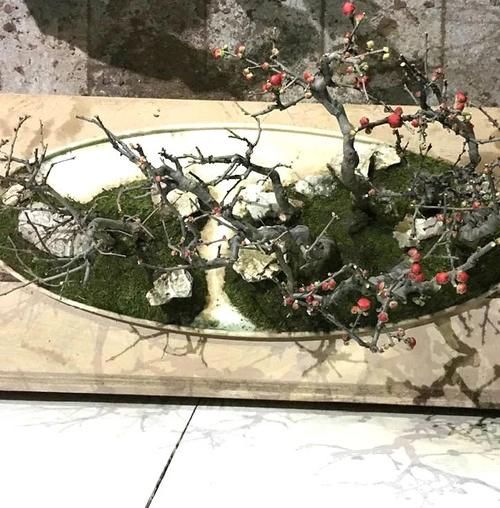 11株苗扎堆，不是柴火，而是一道苍山叠翠山水风光的水旱盆景！